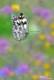 Melanargia galathea