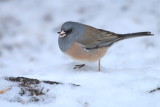 dark eyed junco