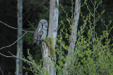 Great Grey Owl 12