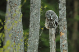 Great Grey Owl 13