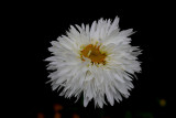 Chinese Aster