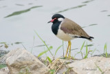 Red-wattled Lapwing