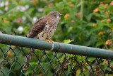 Common hawk-Cuckoo a.k.a. Brainfever Bird