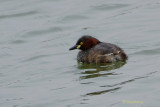 Little Grebe (Dabchik)
