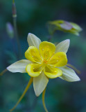 Columbine, West Fork, Oak Creek