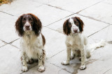 Prue and Bragha