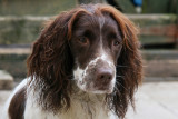 Prue