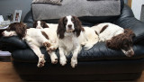 All the family