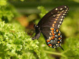 Papillons (Butterflies) - Libellules (Dragonflies) - Insectes (Insects)