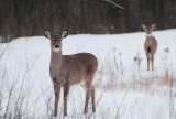 Chevreuil / Deer