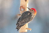 Pic  ventre roux mle / Red-bellied Woodpecker