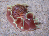 Hydatina physis
