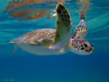 Turtle Reflection