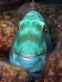 Happy Parrotfish