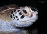 Green Sea Turtle