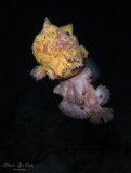 Frogfish Reproduction