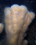 Spawning Pillar Coral