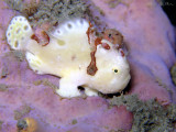 Baby Frogfish