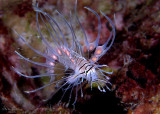 Baby Lionfish