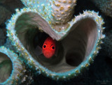 2021 Underwater Bonaire