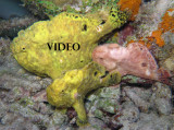 Frogfish Threesome Video