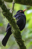 English Blackbird (?)