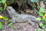 Tuatara