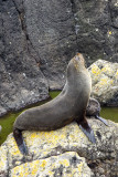 Fur Seals