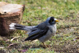 Noisy Miner