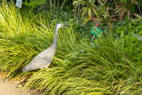 White-faced Heron