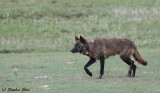 Gray Wolf