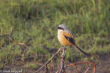 Longtailed_Shrike0304.jpg