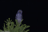 Stygian Owl-4031.jpg
