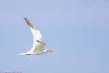 Royal Tern-4262.jpg