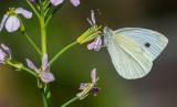 Cabbage White