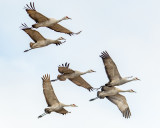 Flying Sandhill Cranes
