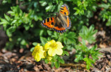 Small Tortoiseshell in flight - Jyväskylä, Finland, August 2021