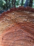 Redwood sap
