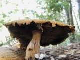 Gigantic mushroom, more than 7 across