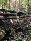 Fallen trees on top of the creek bed