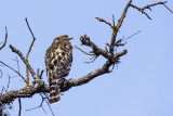 Red-shouldered Hawk in a blink of an eye