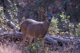 Black-tailed buck shows off a row of straight white teeth