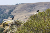 Juvenile Turkey Vultures