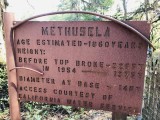 The stat of the Methusela  tree.jpeg