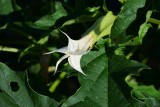 Jimson Weed Flower 