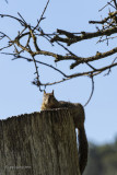 Squirrel chilling out