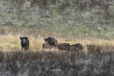 Wild Pigs enjoying breakfast