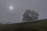 The sun looked like the moon through thick fog