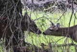 Black-Tailed Deer 