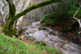 Upper Penitencia Creek